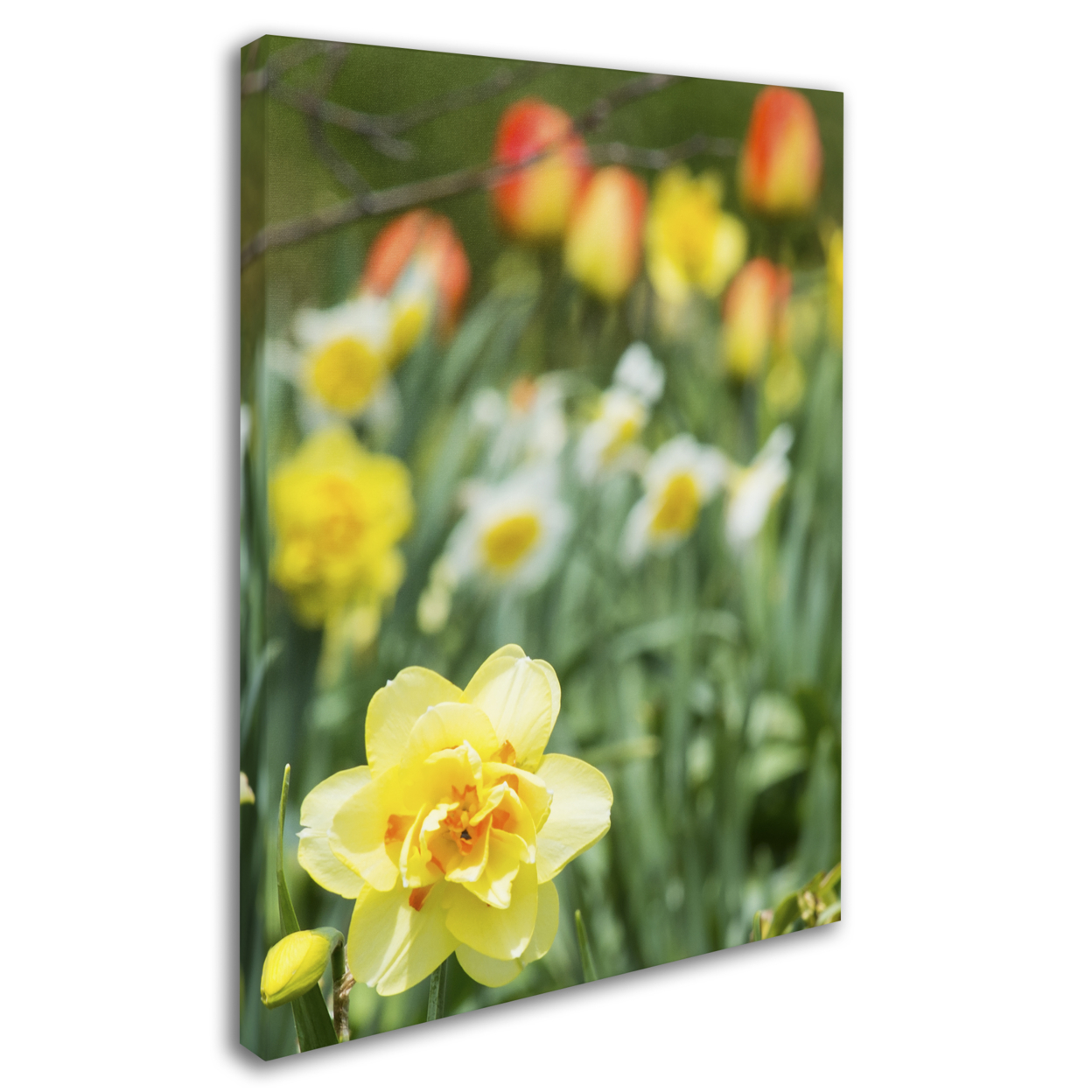 Kurt Shaffer 'Double Headed Daffodil' 14 X 19 Canvas Art