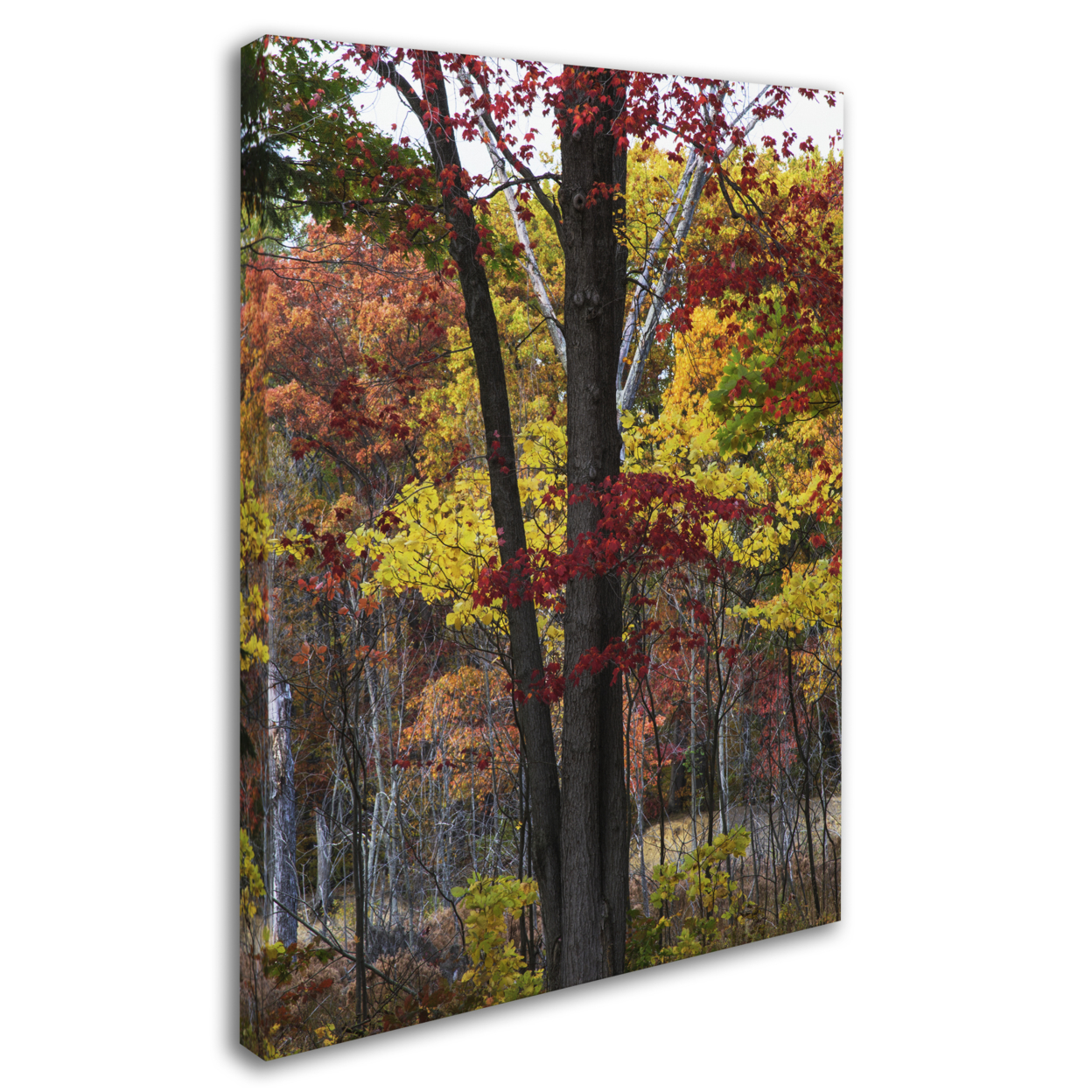 Kurt Shaffer 'Incredible Shades Of Autumn' 14 X 19 Canvas Art