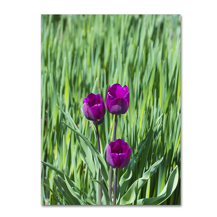 Kurt Shaffer 'Healing Tulips' 14 X 19 Canvas Art