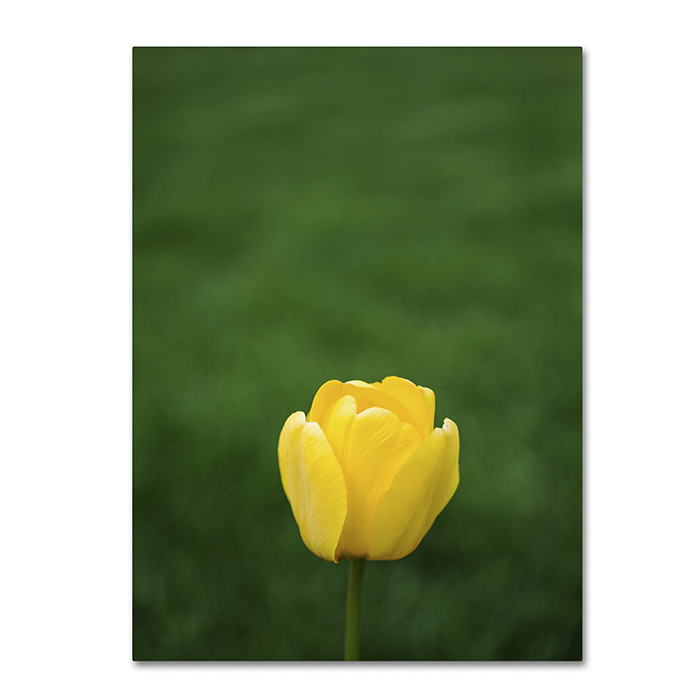 Kurt Shaffer 'A Lone Yellow Tulip' 14 X 19 Canvas Art