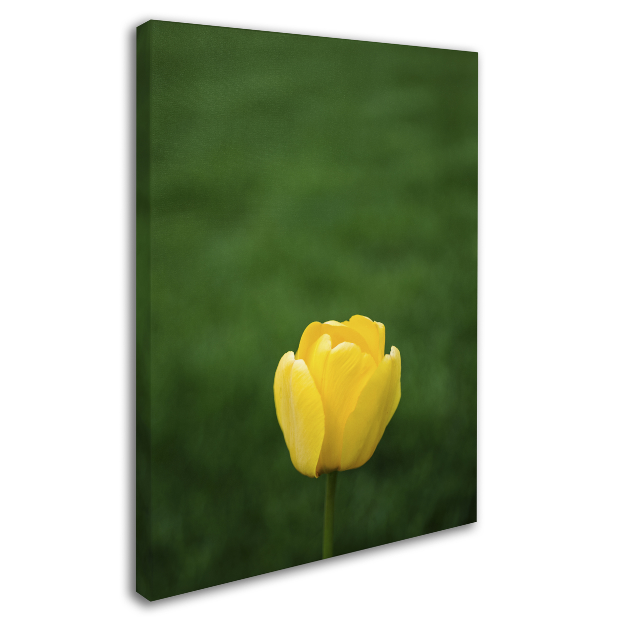 Kurt Shaffer 'A Lone Yellow Tulip' 14 X 19 Canvas Art