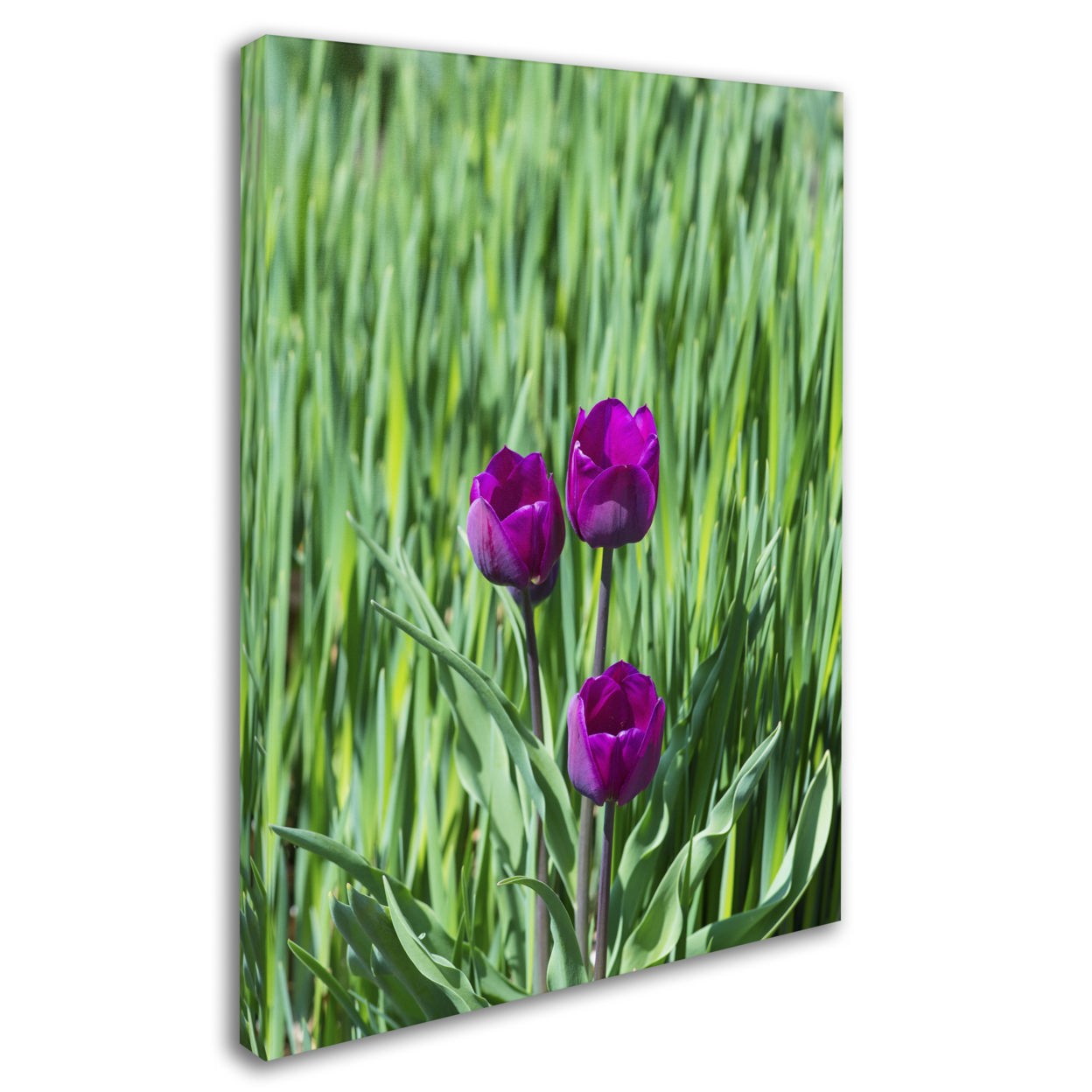Kurt Shaffer 'Healing Tulips' 14 X 19 Canvas Art