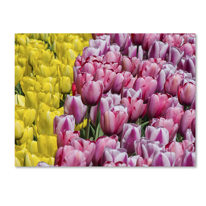 Kurt Shaffer 'Tulip Heaven' 14 X 19 Canvas Art