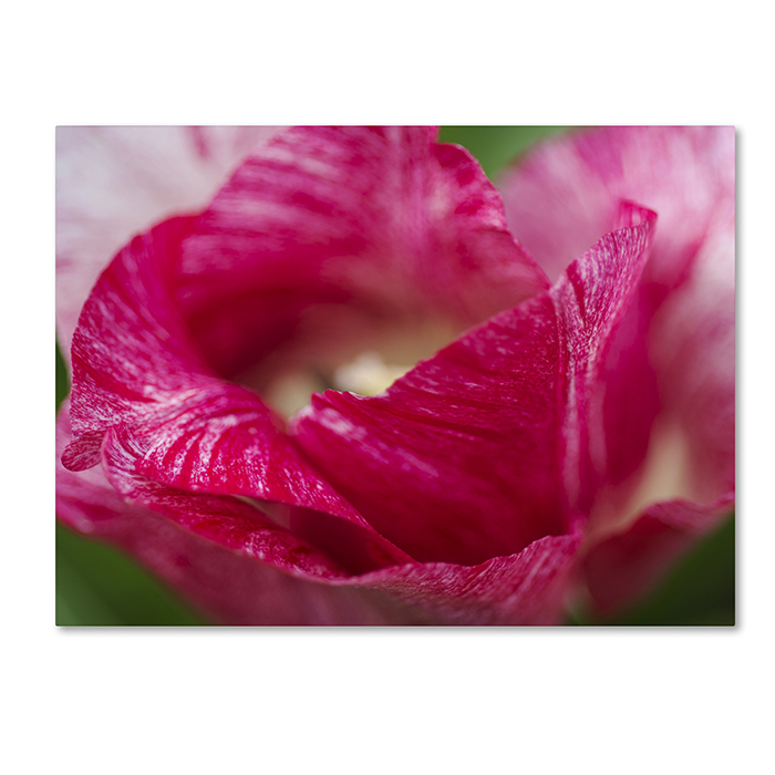 Kurt Shaffer 'Peppermint Tulip' 14 X 19 Canvas Art