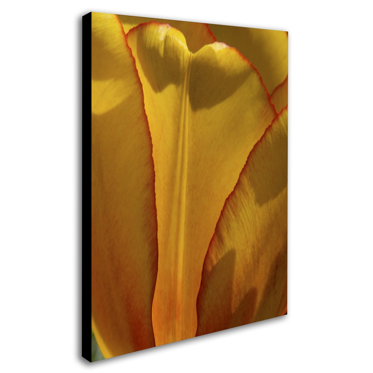 Kurt Shaffer 'Tulip In The Light' 14 X 19 Canvas Art