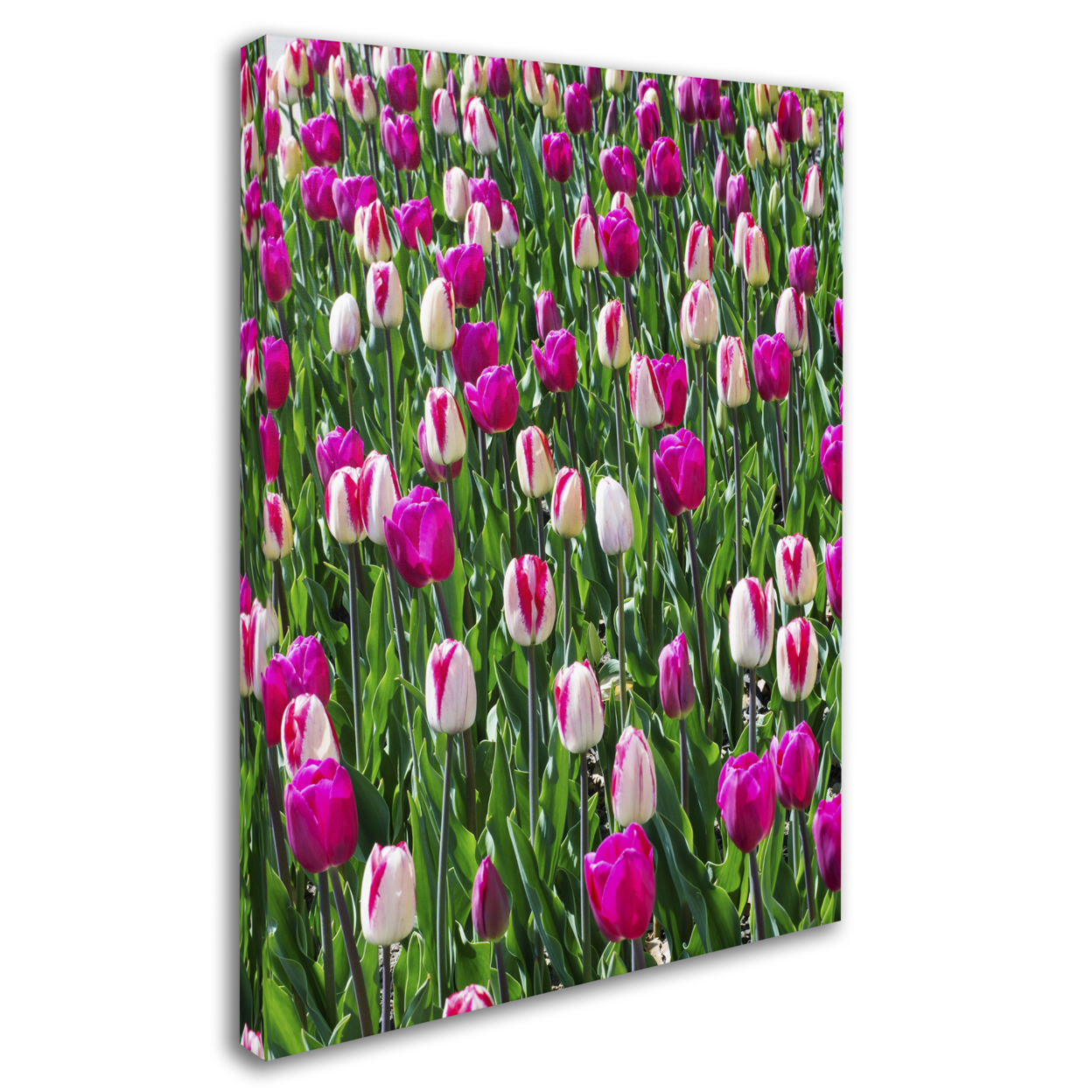Kurt Shaffer 'Tulips' 14 X 19 Canvas Art