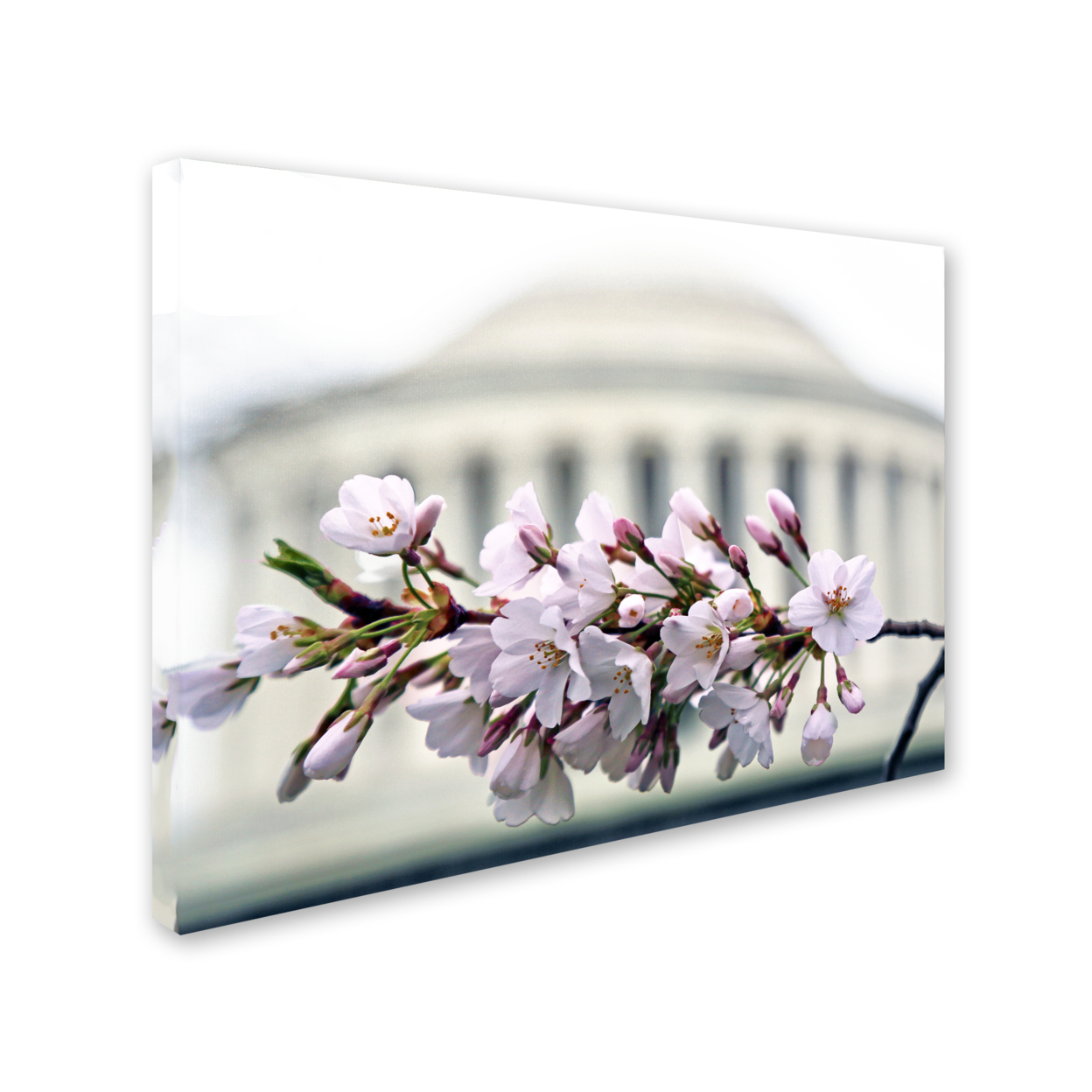 CATeyes 'Jefferson Memorial Blossoms' 14 X 19 Canvas Art