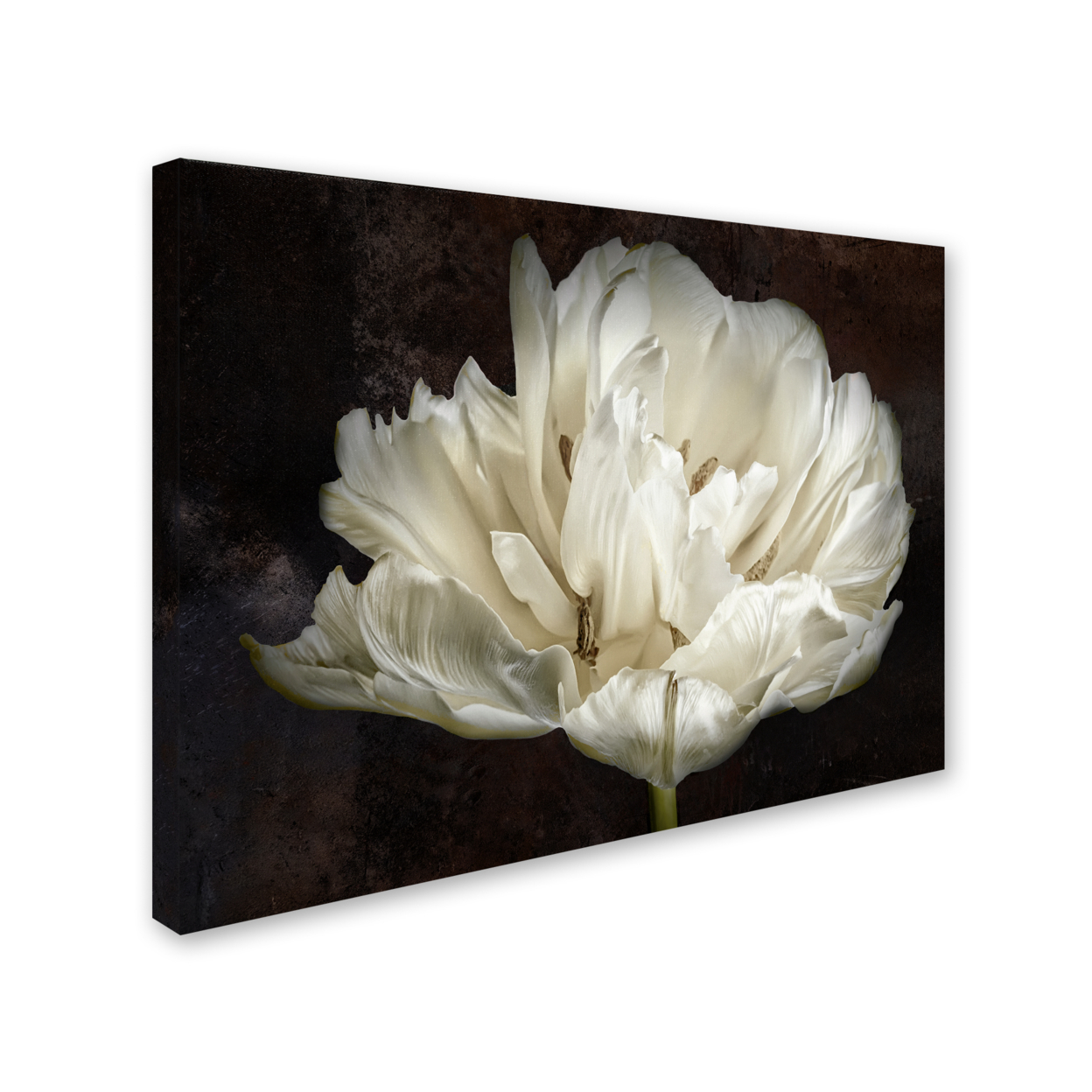 Cora Niele 'Double White Tulip' 14 X 19 Canvas Art