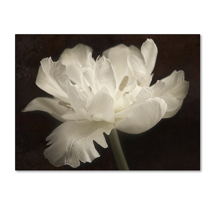 Cora Niele 'White Tulip II' 14 X 19 Canvas Art