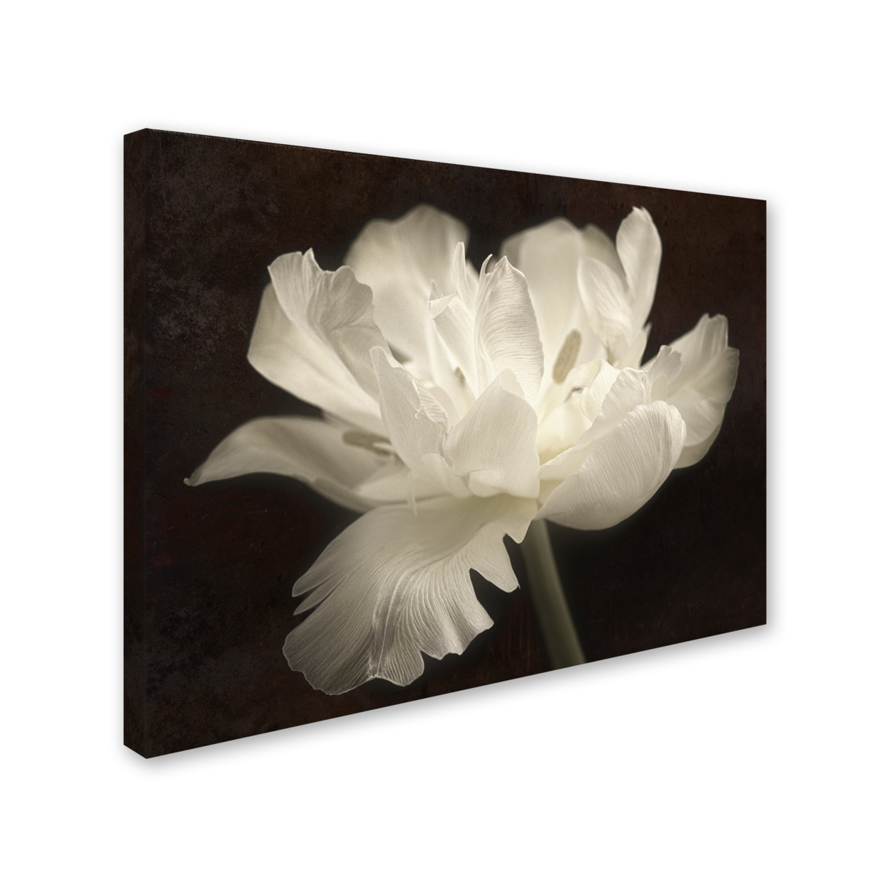 Cora Niele 'White Tulip II' 14 X 19 Canvas Art