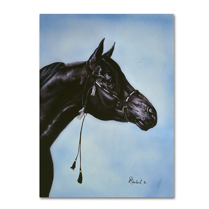Jenny Newland 'Black Arabian' 14 X 19 Canvas Art