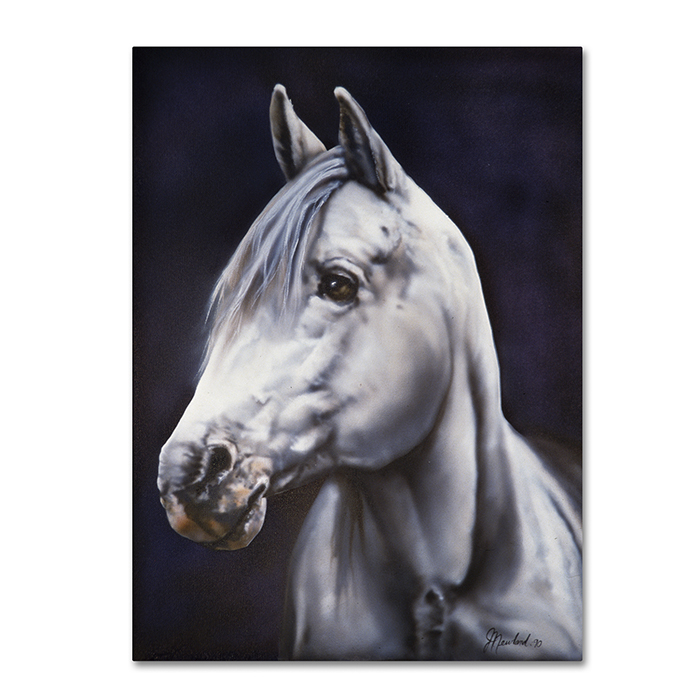 Jenny Newland 'White Arabian Stallion' 14 X 19 Canvas Art