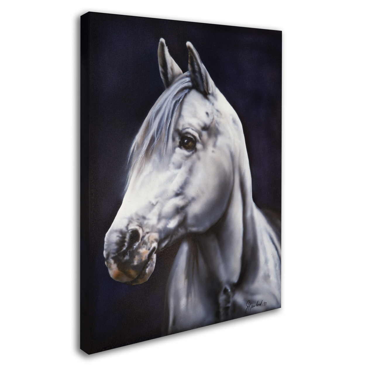 Jenny Newland 'White Arabian Stallion' 14 X 19 Canvas Art