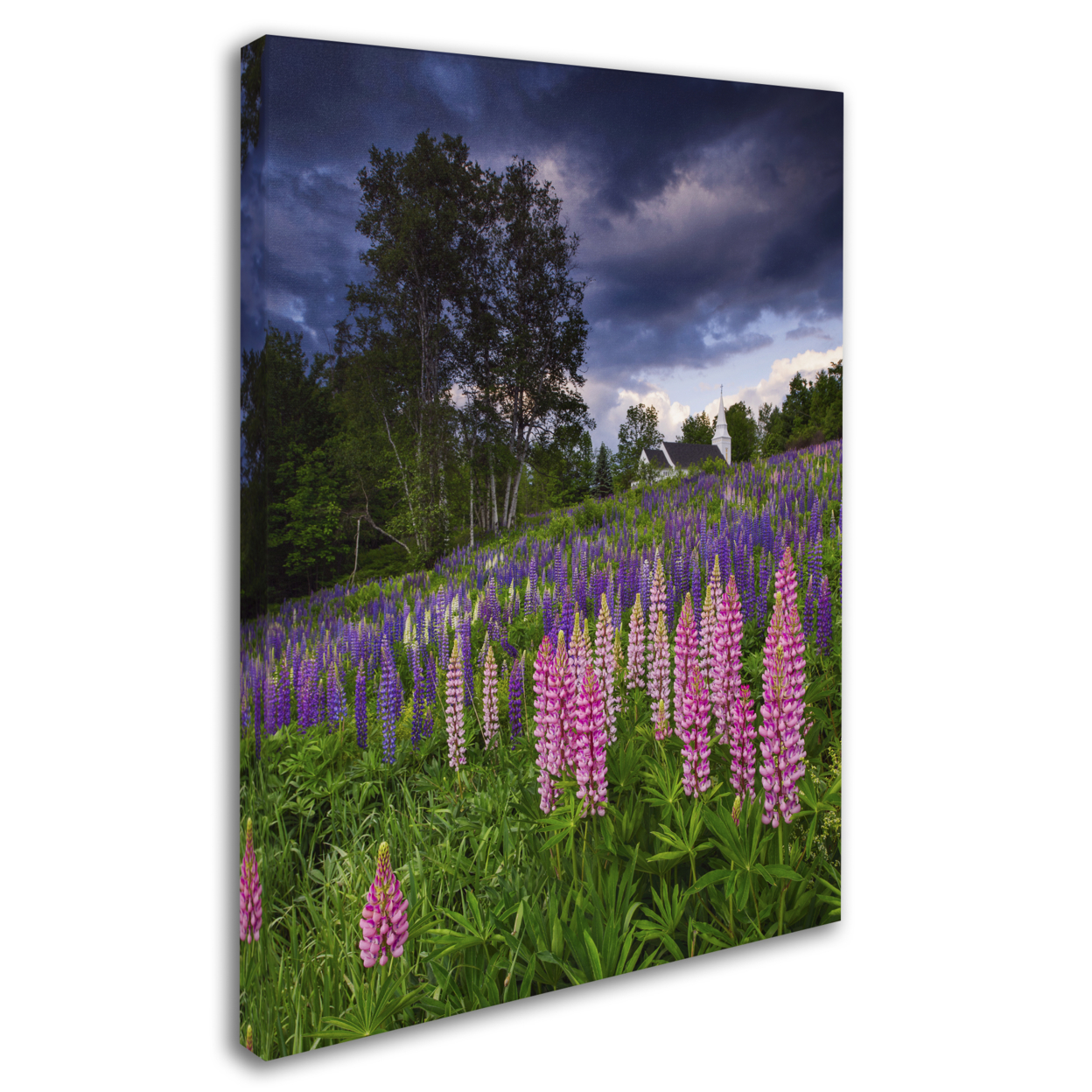 Michael Blanchette Photography 'Lupines On The Hill' 14 X 19 Canvas Art