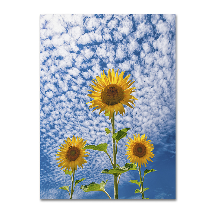 Michael Blanchette Photography 'Sunflower Triad' 14 X 19 Canvas Art
