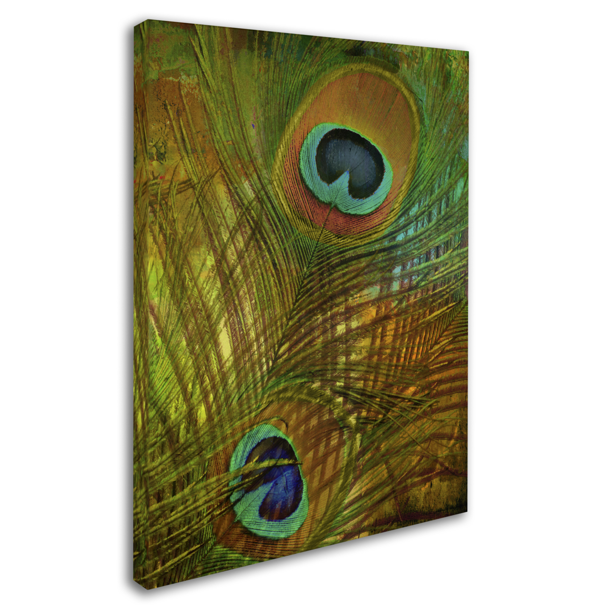Color Bakery 'Peacock Candy II' 14 X 19 Canvas Art