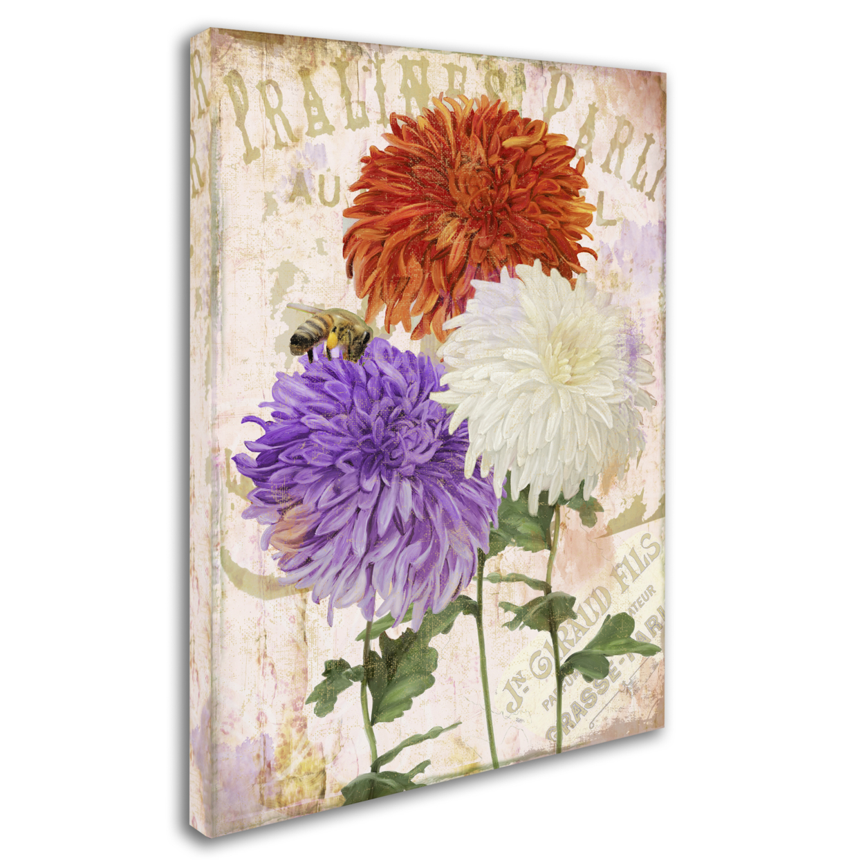 Color Bakery 'Chrysanthemums' 14 X 19 Canvas Art