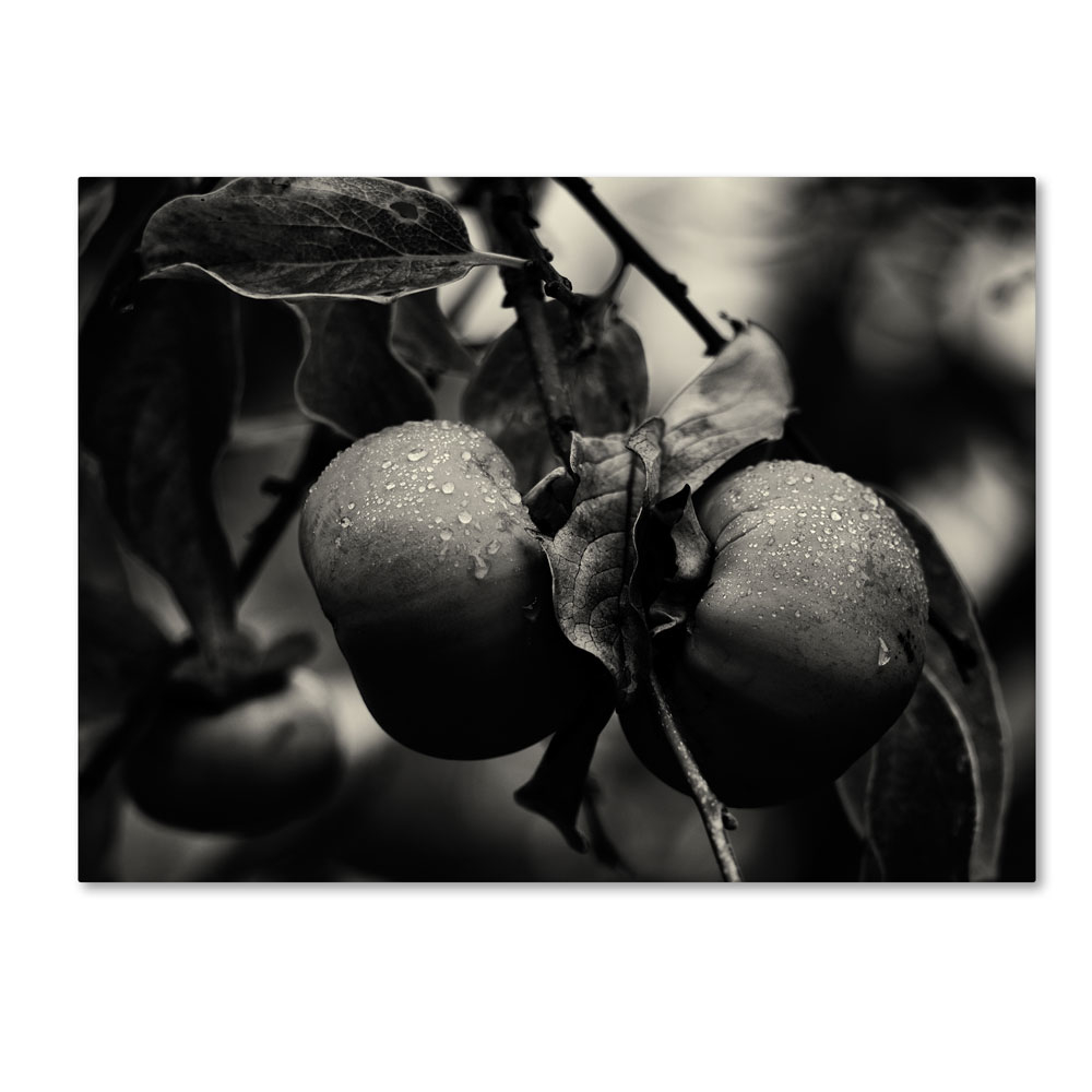 Geoffrey Ansel Agrons 'Three Persimmons In The Rain' 14 X 19 Canvas Art