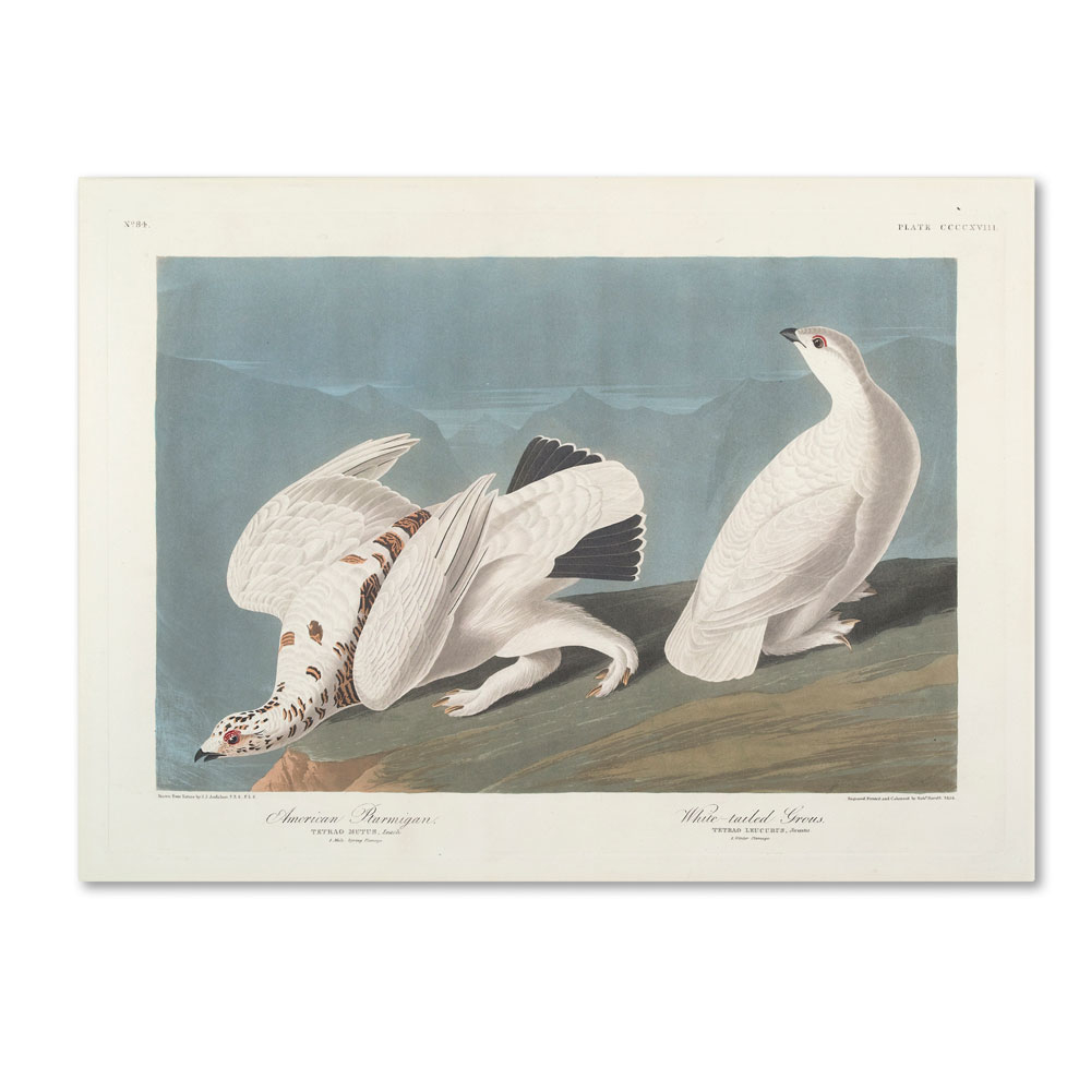 John James Audubon 'American Ptarmigan' 14 X 19 Canvas Art