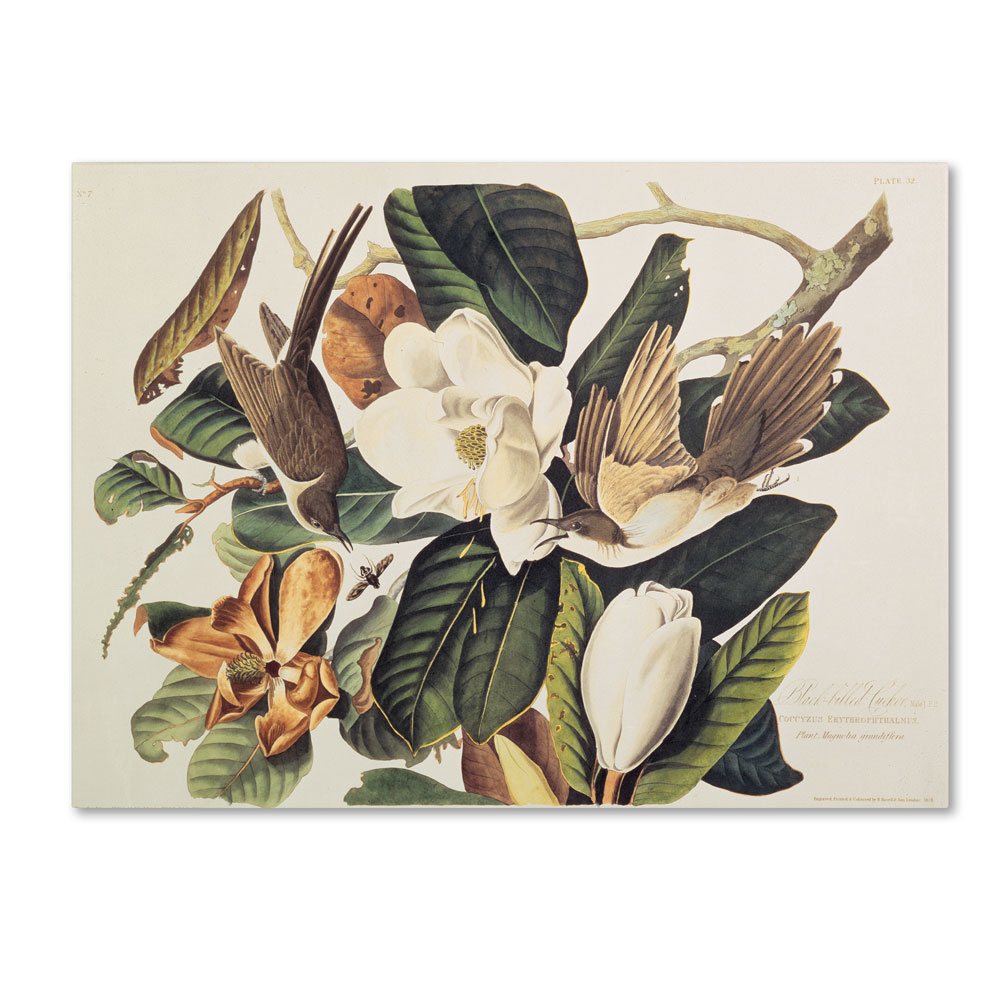 John James Audubon 'Black-Billed Cuckoo' 14 X 19 Canvas Art