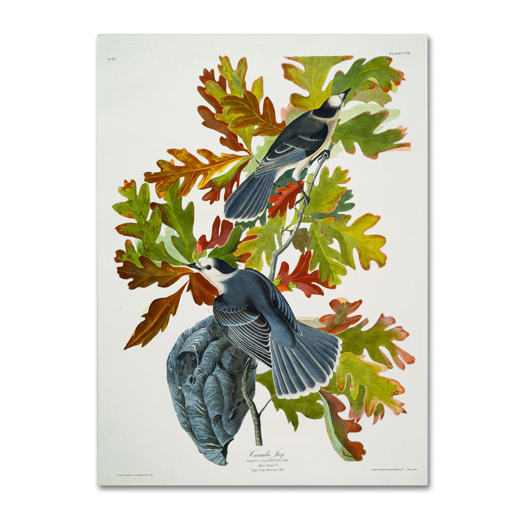 John James Audubon 'Canada Jay' 14 X 19 Canvas Art
