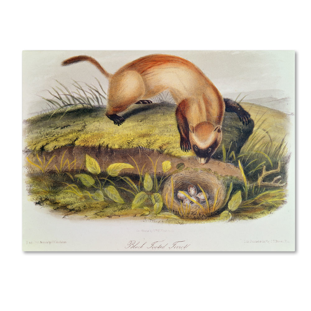 John James Audubon 'Black-Footed Ferret' 14 X 19 Canvas Art