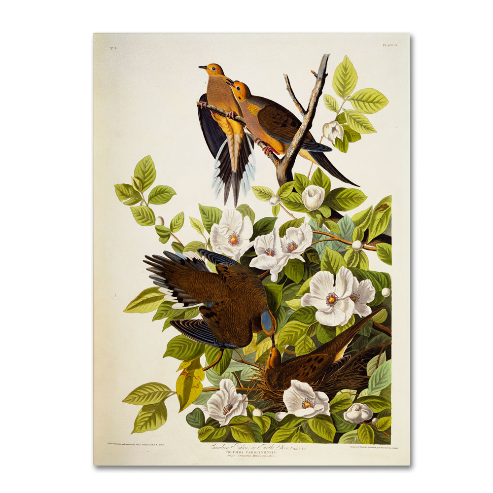 John James Audubon 'Carolina Turtledove' 14 X 19 Canvas Art