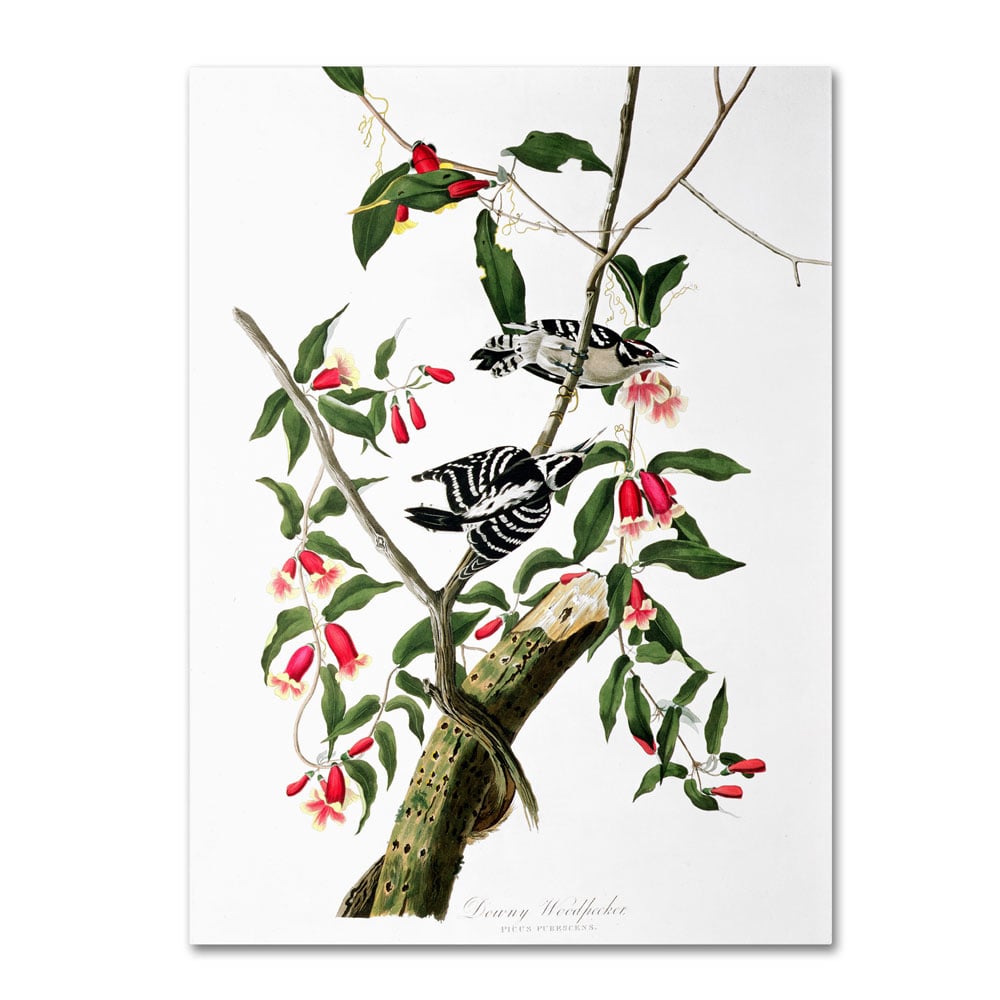 John James Audubon 'Downy Woodpecker' 14 X 19 Canvas Art