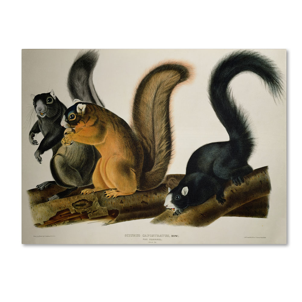 John James Audubon 'Fox Squirrel' 14 X 19 Canvas Art