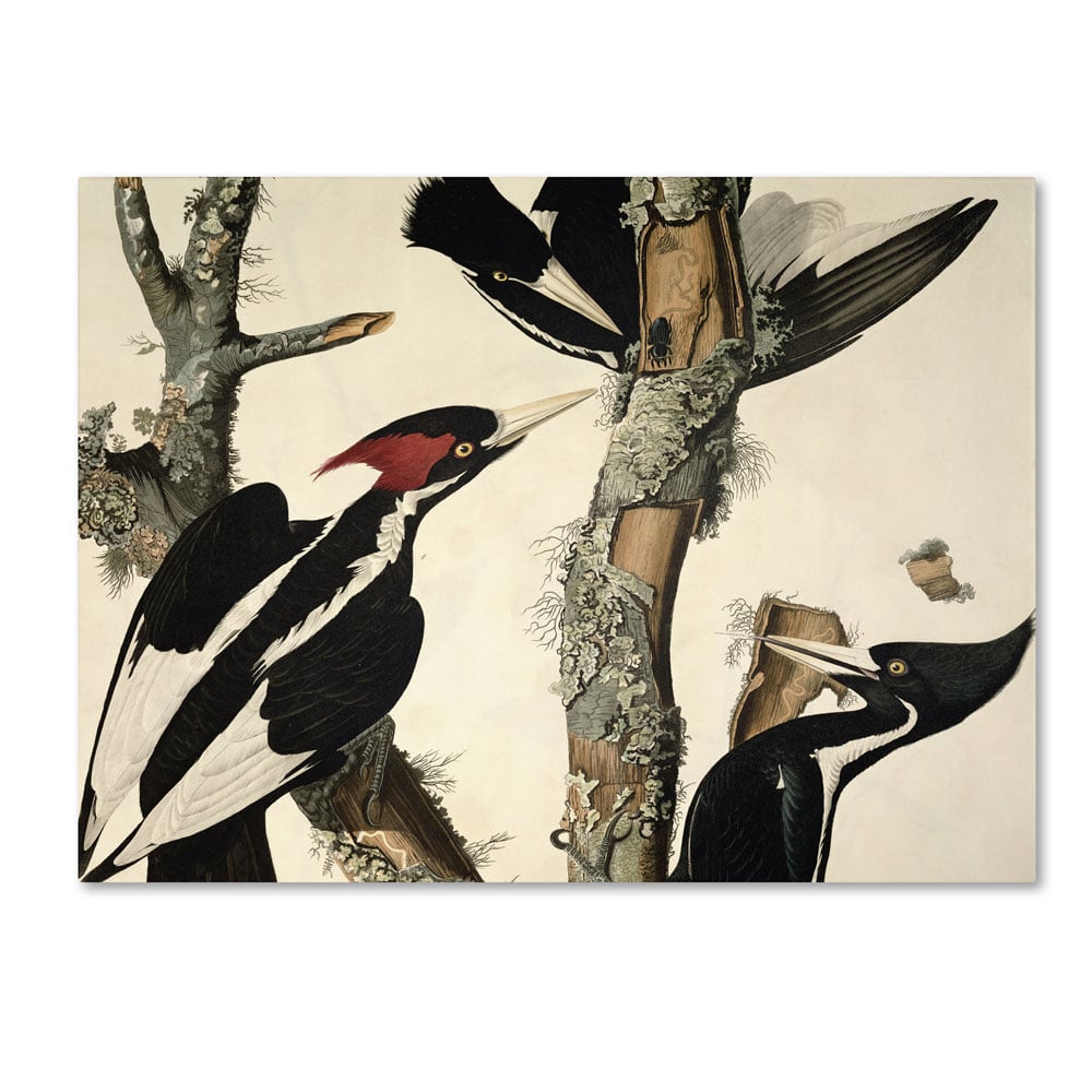 John James Audubon 'Ivory-Billed Woodpecker' 14 X 19 Canvas Art
