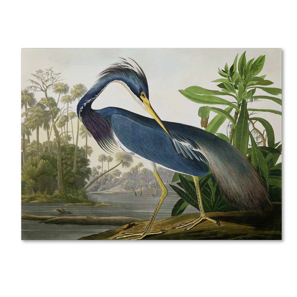 John James Audubon 'Louisiana Heron' 14 X 19 Canvas Art