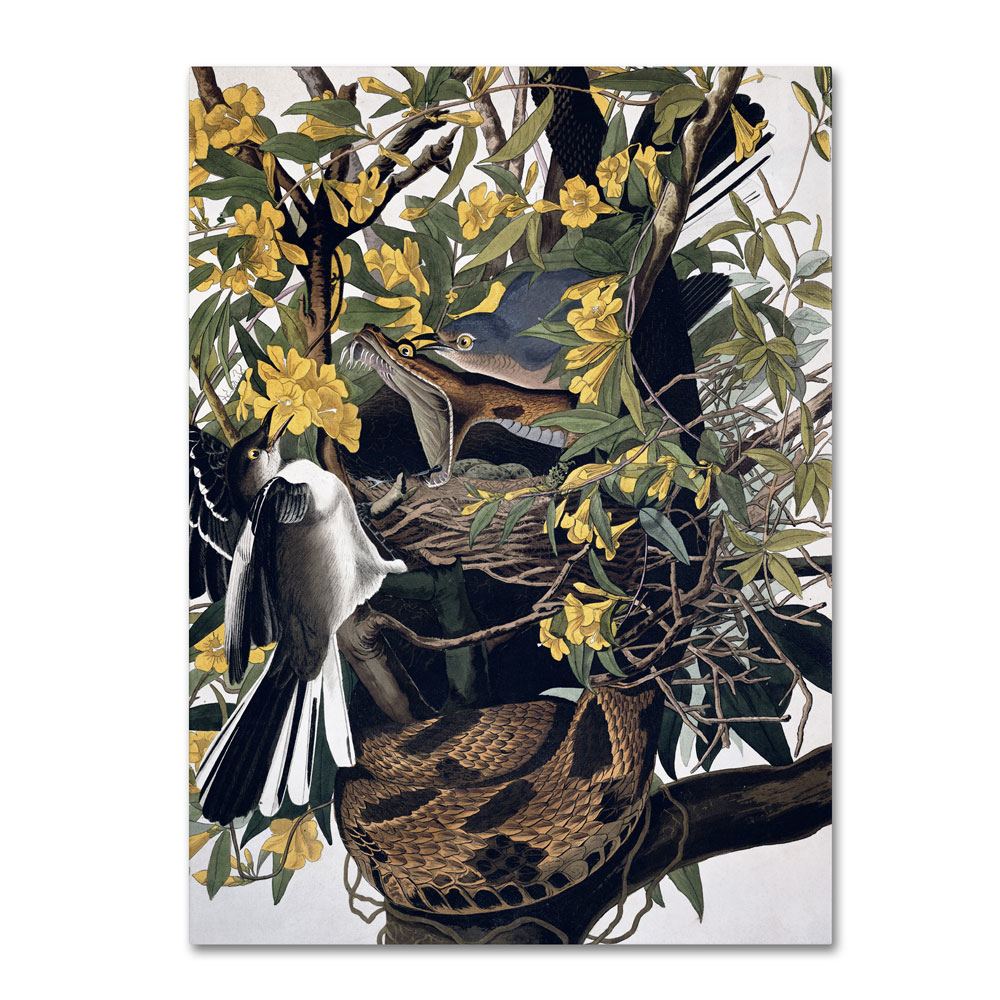 John James Audubon 'Mocking Birds And Snake' 14 X 19 Canvas Art