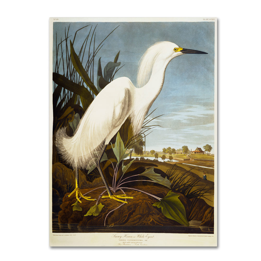 John James Audubon 'Snowy Heron' 14 X 19 Canvas Art