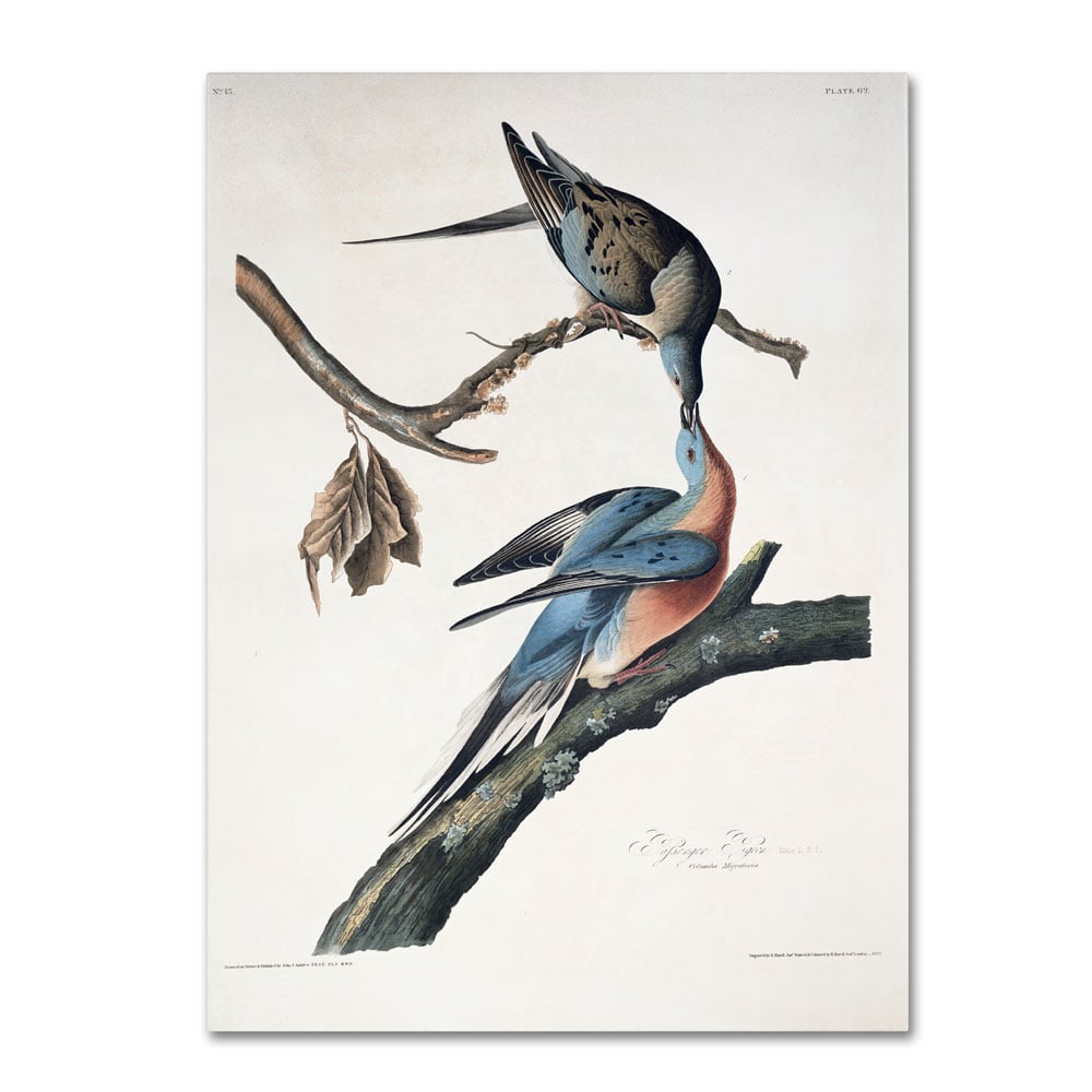 John James Audubon 'Passenger Pigeon' 14 X 19 Canvas Art