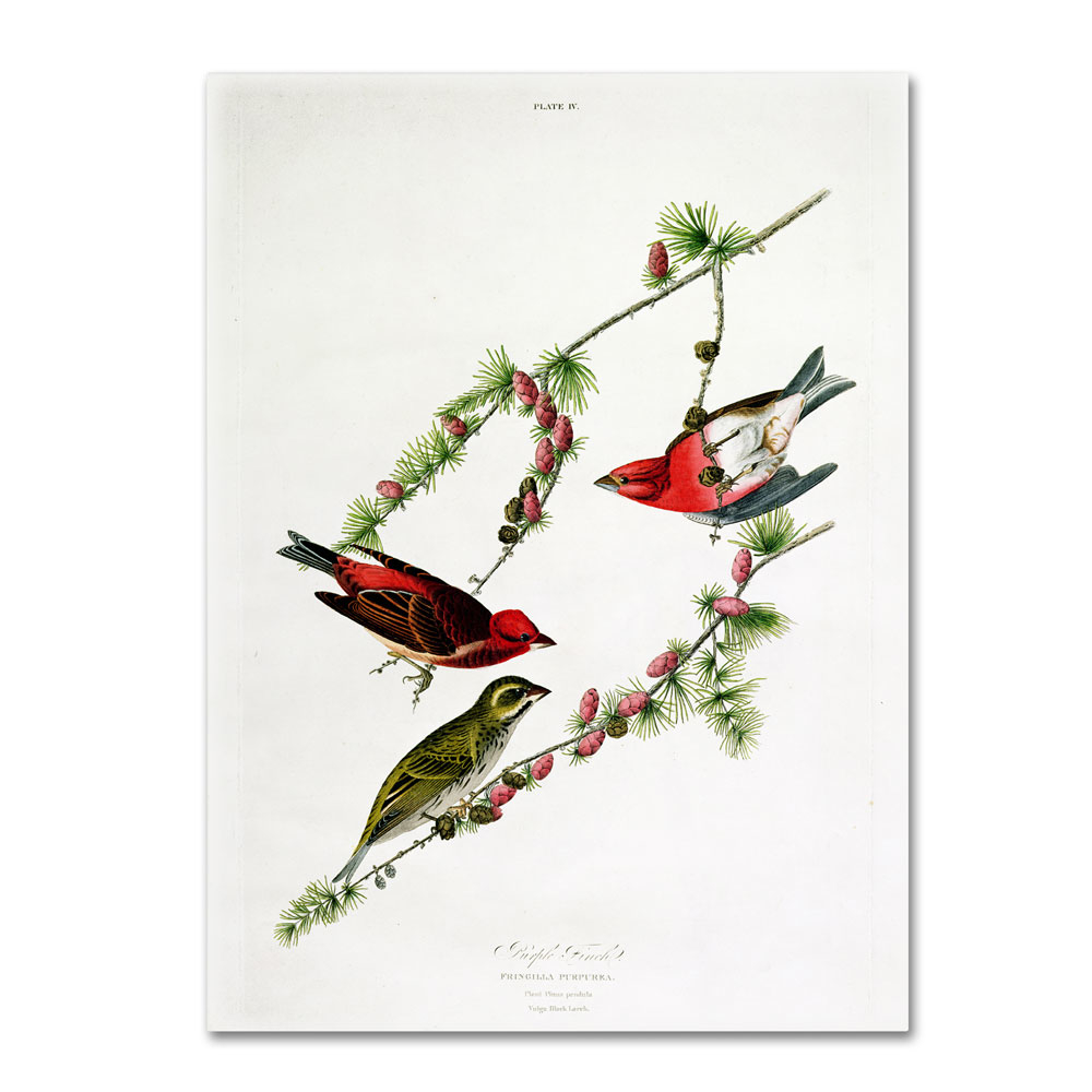 John James Audubon 'Purple Finch' 14 X 19 Canvas Art