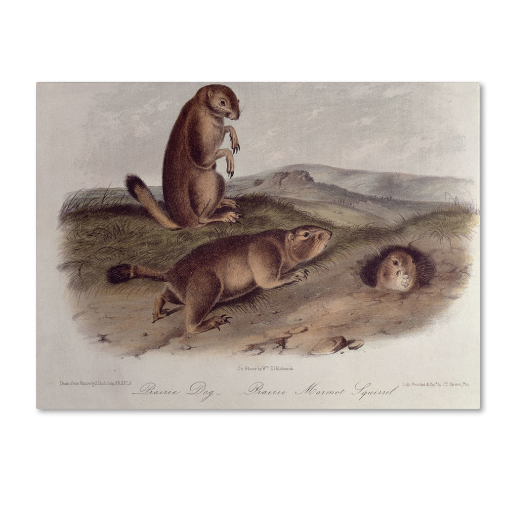 John James Audubon 'Prairie Dog' 14 X 19 Canvas Art