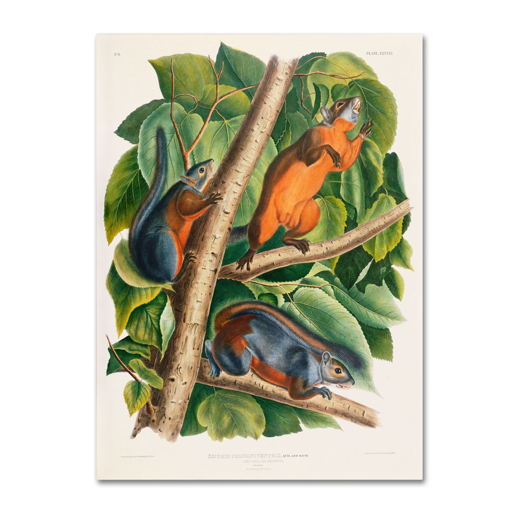 John James Audubon 'Red-Bellied Squirrel' 14 X 19 Canvas Art