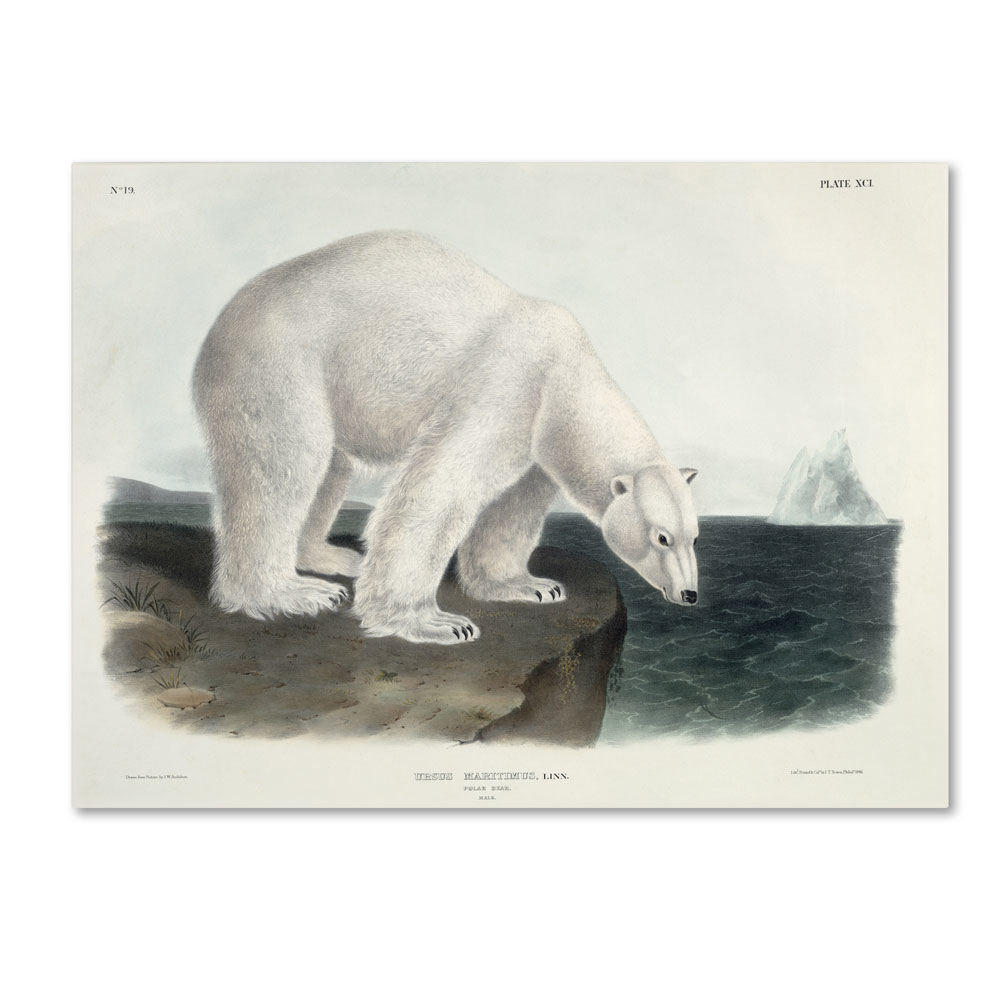 John James Audubon 'Ursus Maritimus Polar Bear' 14 X 19 Canvas Art