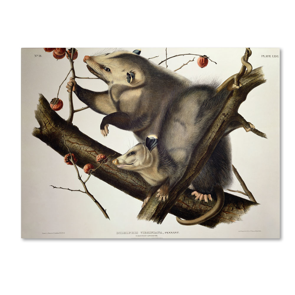 John James Audubon 'Virginian Opossum' 14 X 19 Canvas Art