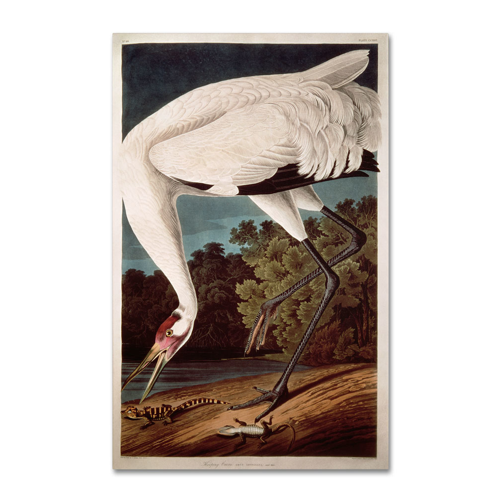 John James Audubon 'Whooping Crane' 14 X 19 Canvas Art