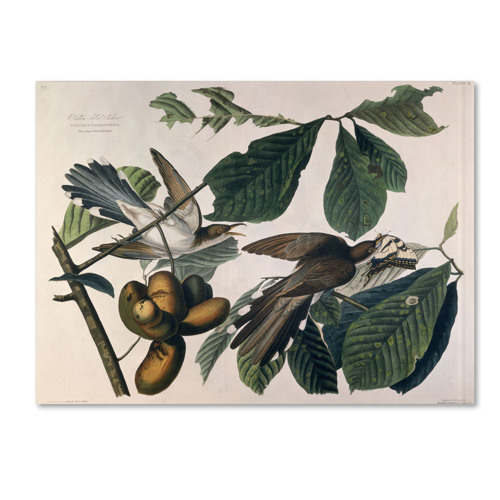 John James Audubon 'Yellow-Billed Cuckoo' 14 X 19 Canvas Art