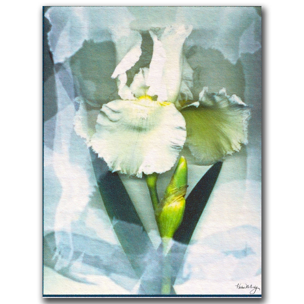 Kathie McCurdy 'Sheer White Iris' 14 X 19 Canvas Art