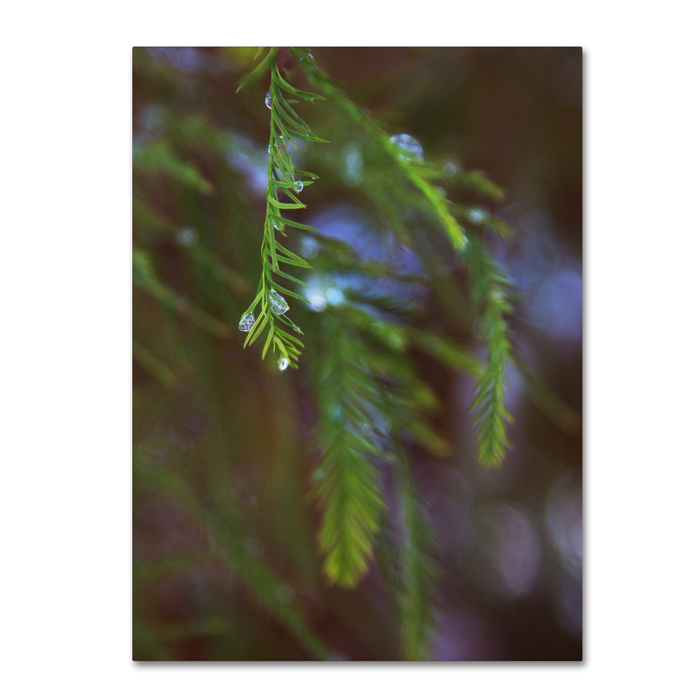 Kurt Shaffer 'Ice Droplets On Redwood Tree Foliage' 14 X 19 Canvas Art