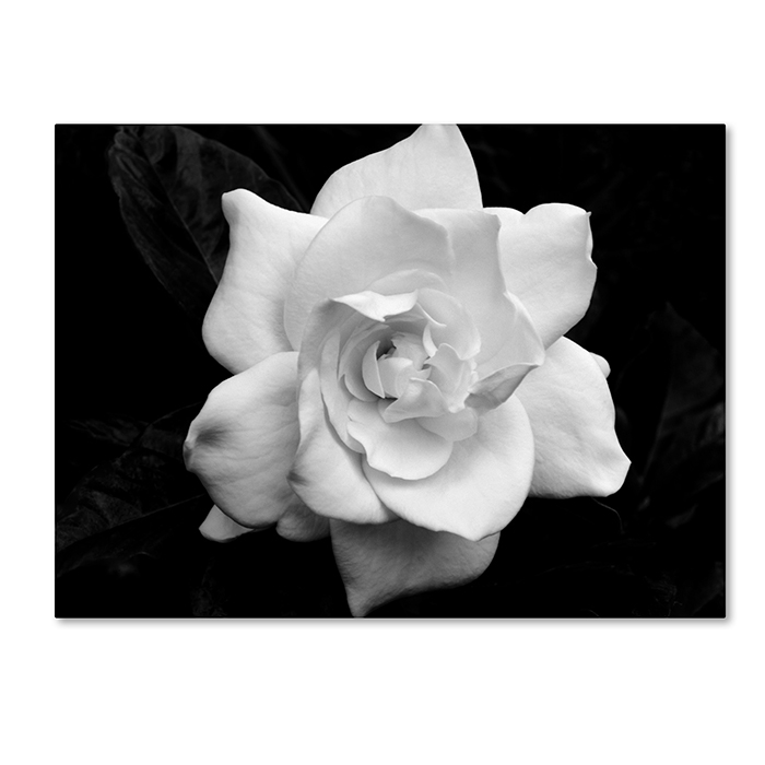 Kurt Shaffer 'Gardenia In Black And White' 14 X 19 Canvas Art