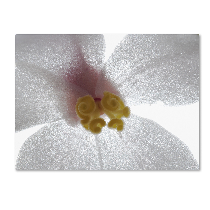 Kurt Shaffer 'Escargo Begonia Flower' 14 X 19 Canvas Art