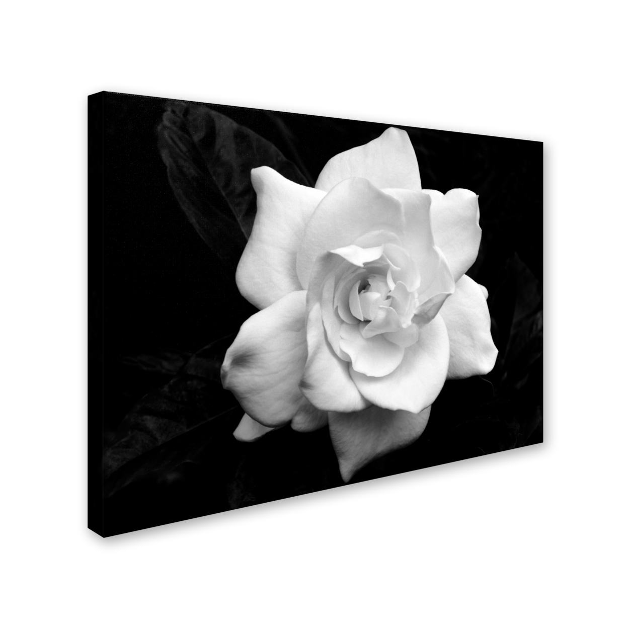 Kurt Shaffer 'Gardenia In Black And White' 14 X 19 Canvas Art
