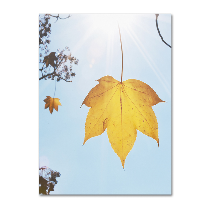 Kurt Shaffer 'Autumn Leaf In The Sun' 14 X 19 Canvas Art