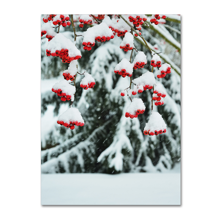 Kurt Shaffer 'Winter Berries And Pine' 14 X 19 Canvas Art