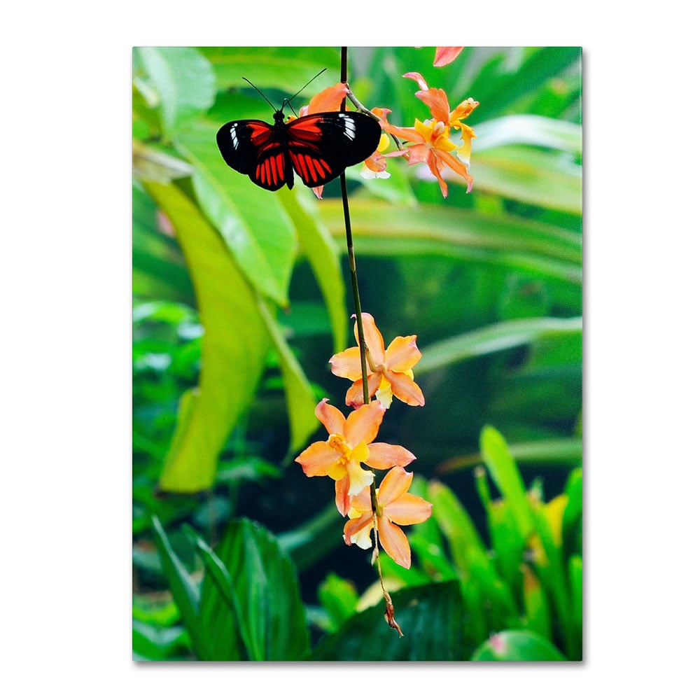 Kurt Shaffer 'Hecale Longwing On Orchid' 14 X 19 Canvas Art
