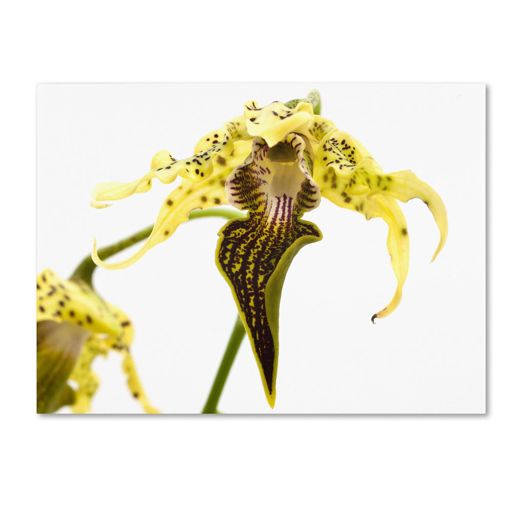 Kurt Shaffer 'Wild Looking Orchid' 14 X 19 Canvas Art